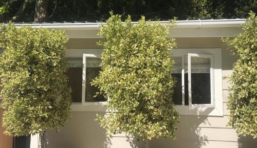 Bungalow