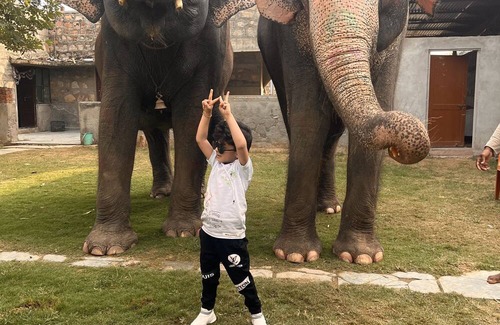 Pink City House | Room 1 - You can spend time with elephants by going close them