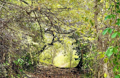 Venadillo House | 5. Ecopark Suite Fun Adventure and Nature