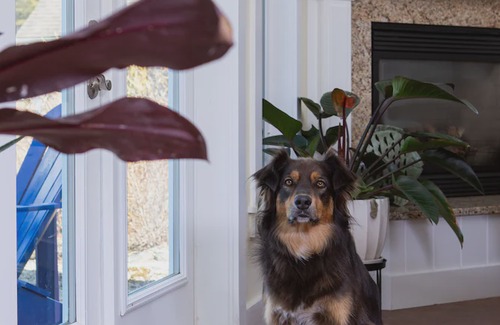 Upper Blandford House | The Nest at Deep Cove