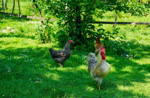 Rissala Kids Farm