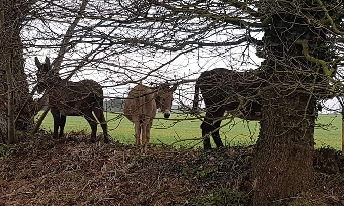 Brehan House | Ty Bihânes welcomes you to a peaceful setting in the heart of the countryside, surrounded by donkeys.